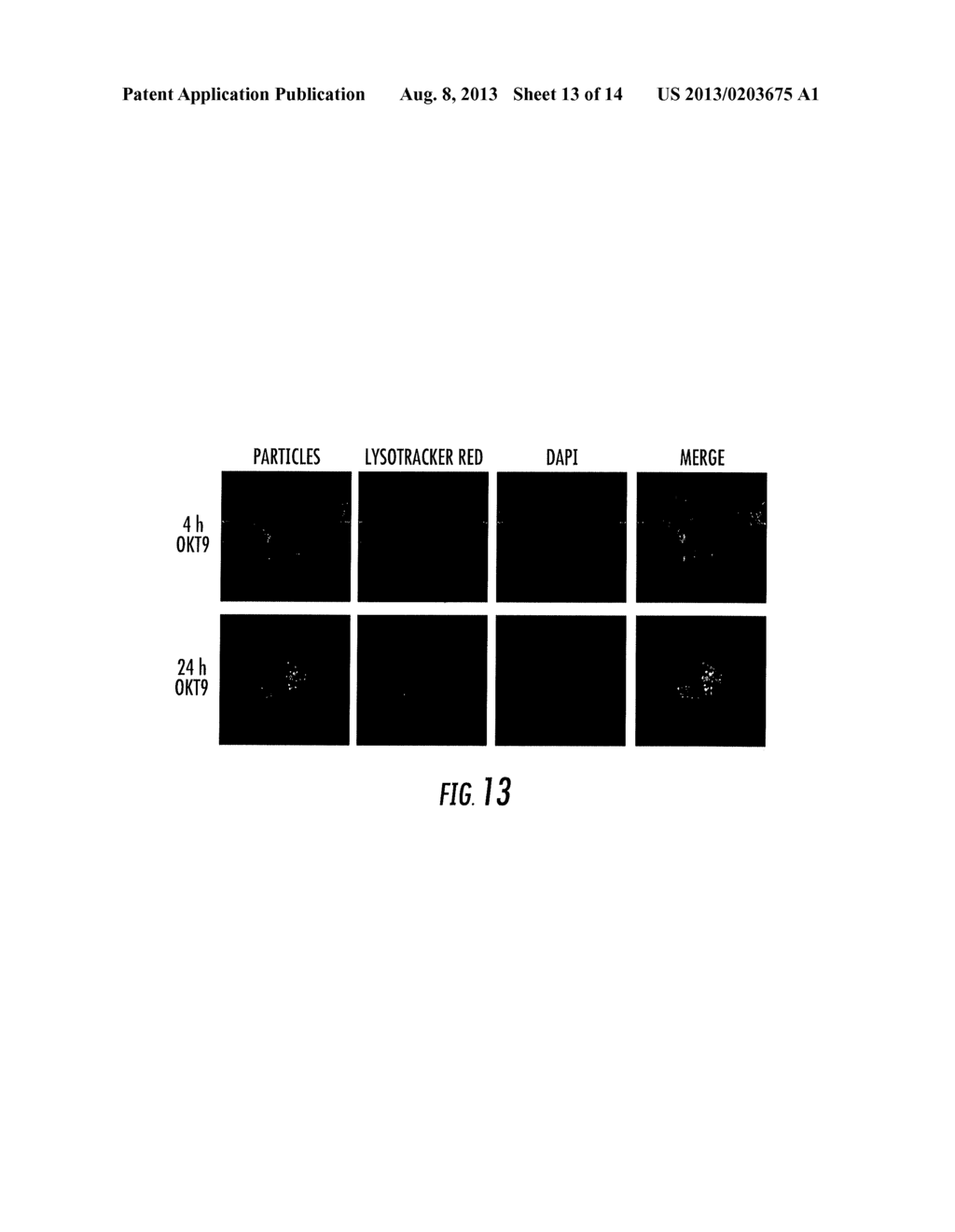 ASYMMETRIC BIOFUNCTIONAL SILYL MONOMERS AND PARTICLES THEREOF AS PRODRUGS     AND DELIVERY VEHICLES FOR PHARMACEUTICAL, CHEMICAL AND BIOLOGICAL AGENTS - diagram, schematic, and image 14