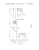 NON PEPTIDIC 14-3-3 INHIBITORS AND THE USE THEREOF diagram and image