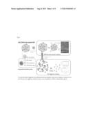 DUAL-MODAL IMAGING-GUIDED DRUG VEHICLE WITH ULTRASOUND-TRIGGERED RELEASE     FUNCTION diagram and image