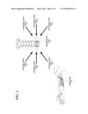 TREATING SPINAL CORD INJURIES VIA LASER THERAPY diagram and image