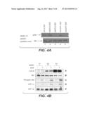 MN/CA IX AND EGFR PATHWAY INHIBITION diagram and image