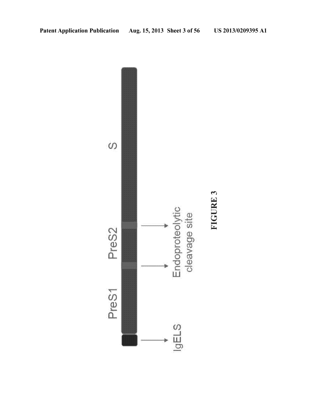 NUCLEIC ACID MOLECULE ENCODING HEPATITIS B VIRUS CORE PROTEIN AND SURFACE     ANTIGEN PROTEIN AND VACCINE COMPRISING THE SAME - diagram, schematic, and image 04