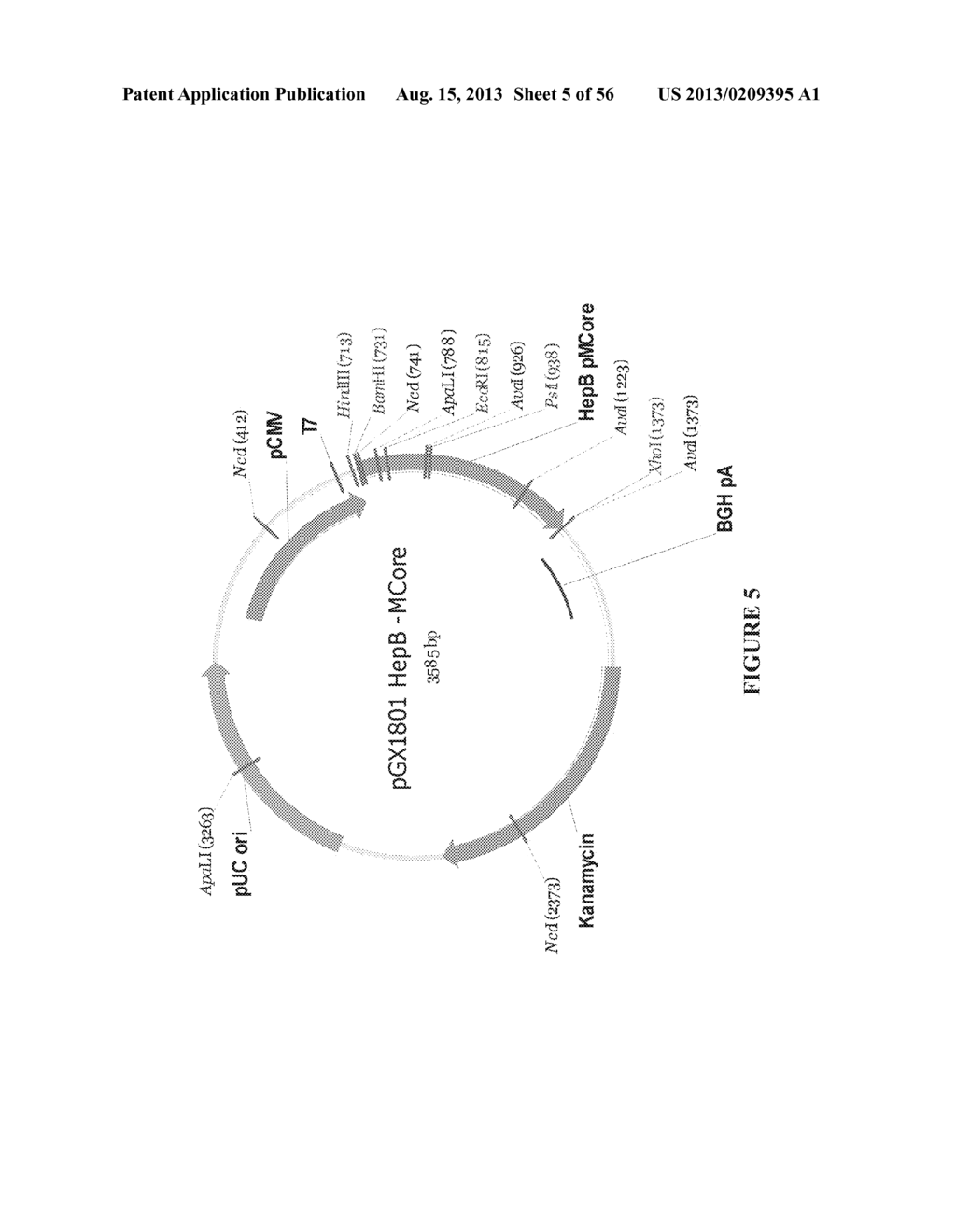 NUCLEIC ACID MOLECULE ENCODING HEPATITIS B VIRUS CORE PROTEIN AND SURFACE     ANTIGEN PROTEIN AND VACCINE COMPRISING THE SAME - diagram, schematic, and image 06