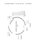 NUCLEIC ACID MOLECULE ENCODING HEPATITIS B VIRUS CORE PROTEIN AND SURFACE     ANTIGEN PROTEIN AND VACCINE COMPRISING THE SAME diagram and image