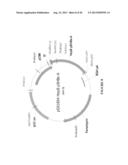 NUCLEIC ACID MOLECULE ENCODING HEPATITIS B VIRUS CORE PROTEIN AND SURFACE     ANTIGEN PROTEIN AND VACCINE COMPRISING THE SAME diagram and image