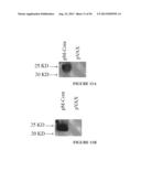 NUCLEIC ACID MOLECULE ENCODING HEPATITIS B VIRUS CORE PROTEIN AND SURFACE     ANTIGEN PROTEIN AND VACCINE COMPRISING THE SAME diagram and image