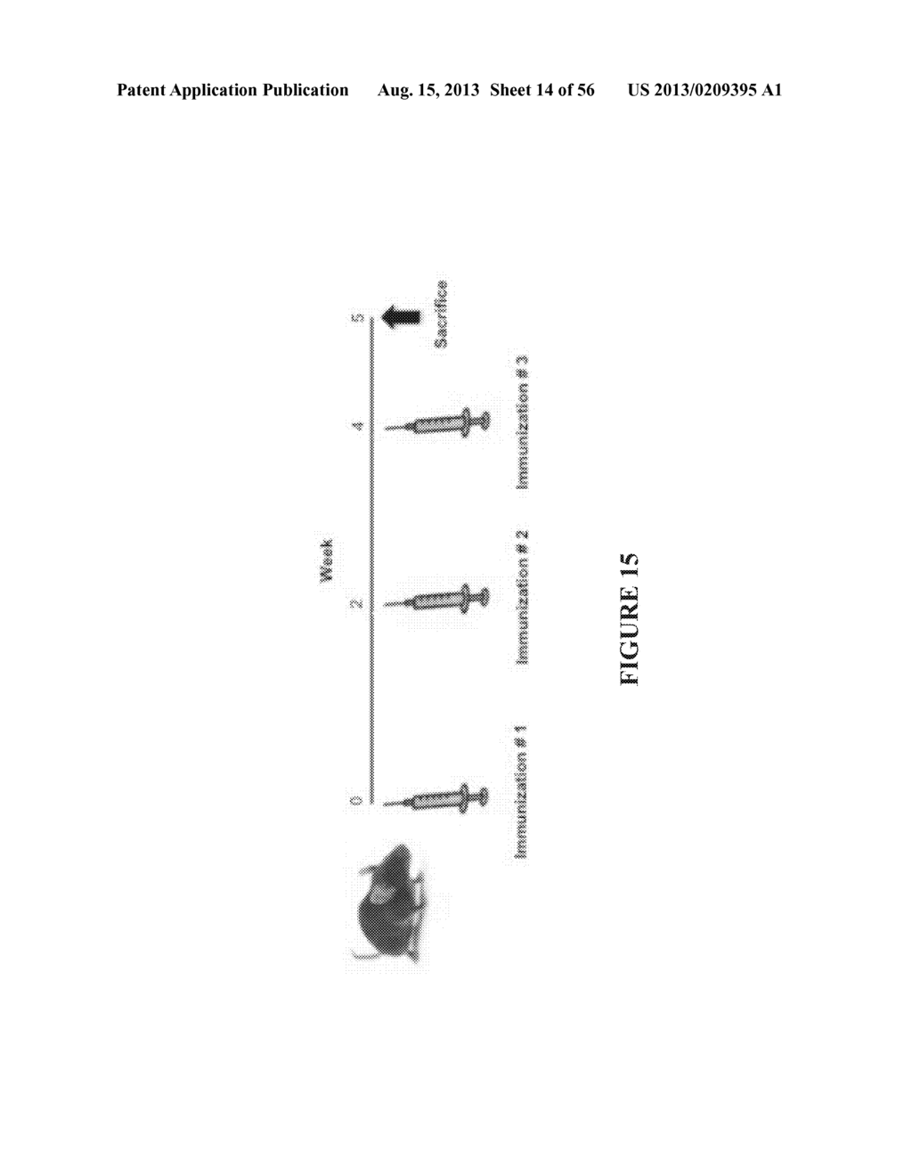 NUCLEIC ACID MOLECULE ENCODING HEPATITIS B VIRUS CORE PROTEIN AND SURFACE     ANTIGEN PROTEIN AND VACCINE COMPRISING THE SAME - diagram, schematic, and image 15