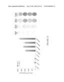 NUCLEIC ACID MOLECULE ENCODING HEPATITIS B VIRUS CORE PROTEIN AND SURFACE     ANTIGEN PROTEIN AND VACCINE COMPRISING THE SAME diagram and image