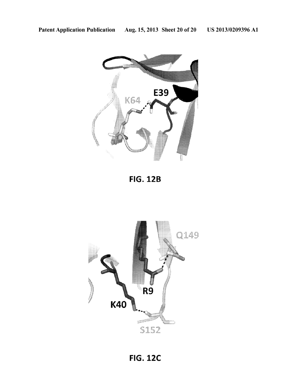 CHIMERIC IL-1 RECEPTOR TYPE I AGONISTS AND ANTAGONISTS - diagram, schematic, and image 21