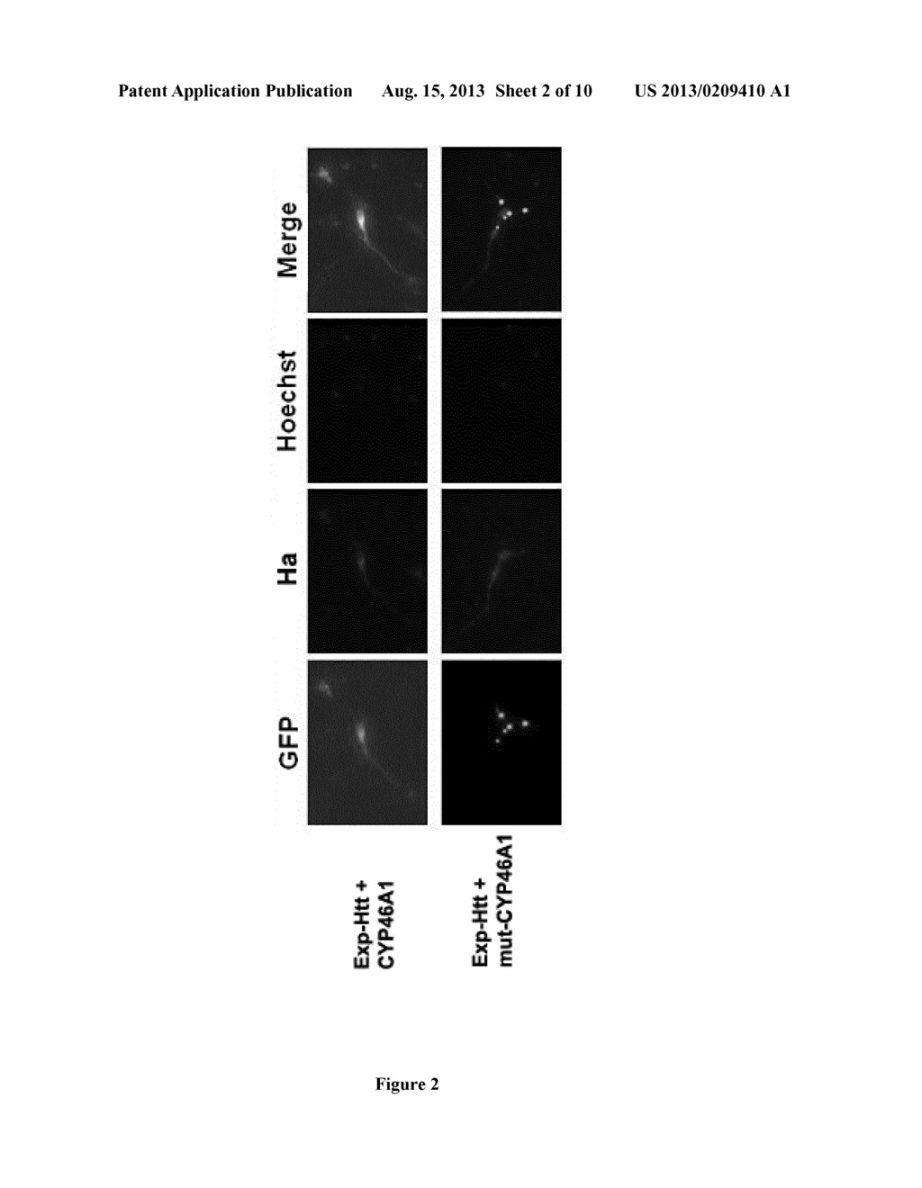 EXPRESSION VECTOR FOR CHOLESTEROL 24 -HYDROLASE IN THERAPY OF HUNTINGTON'S     DISEASE - diagram, schematic, and image 03