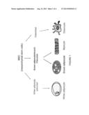 METHODS AND COMPOSITION RELATED TO BROWN ADIPOSE-LIKE CELLS diagram and image