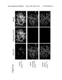 METHOD FOR GENOME MODIFICATION diagram and image