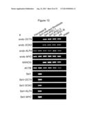 METHOD FOR GENOME MODIFICATION diagram and image