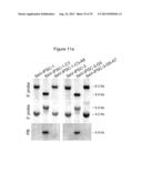 METHOD FOR GENOME MODIFICATION diagram and image