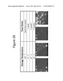 Drug Release from a Polymer-Controlled Local Antibiotic Delivery System     Using a Degradable Bone Graft diagram and image