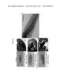 Drug Release from a Polymer-Controlled Local Antibiotic Delivery System     Using a Degradable Bone Graft diagram and image