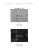 FLUORESCENT DYES diagram and image