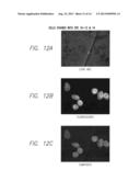 FLUORESCENT DYES diagram and image