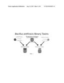 DETECTION OF ADENYLATE CYCLASE diagram and image