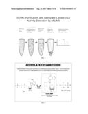 DETECTION OF ADENYLATE CYCLASE diagram and image