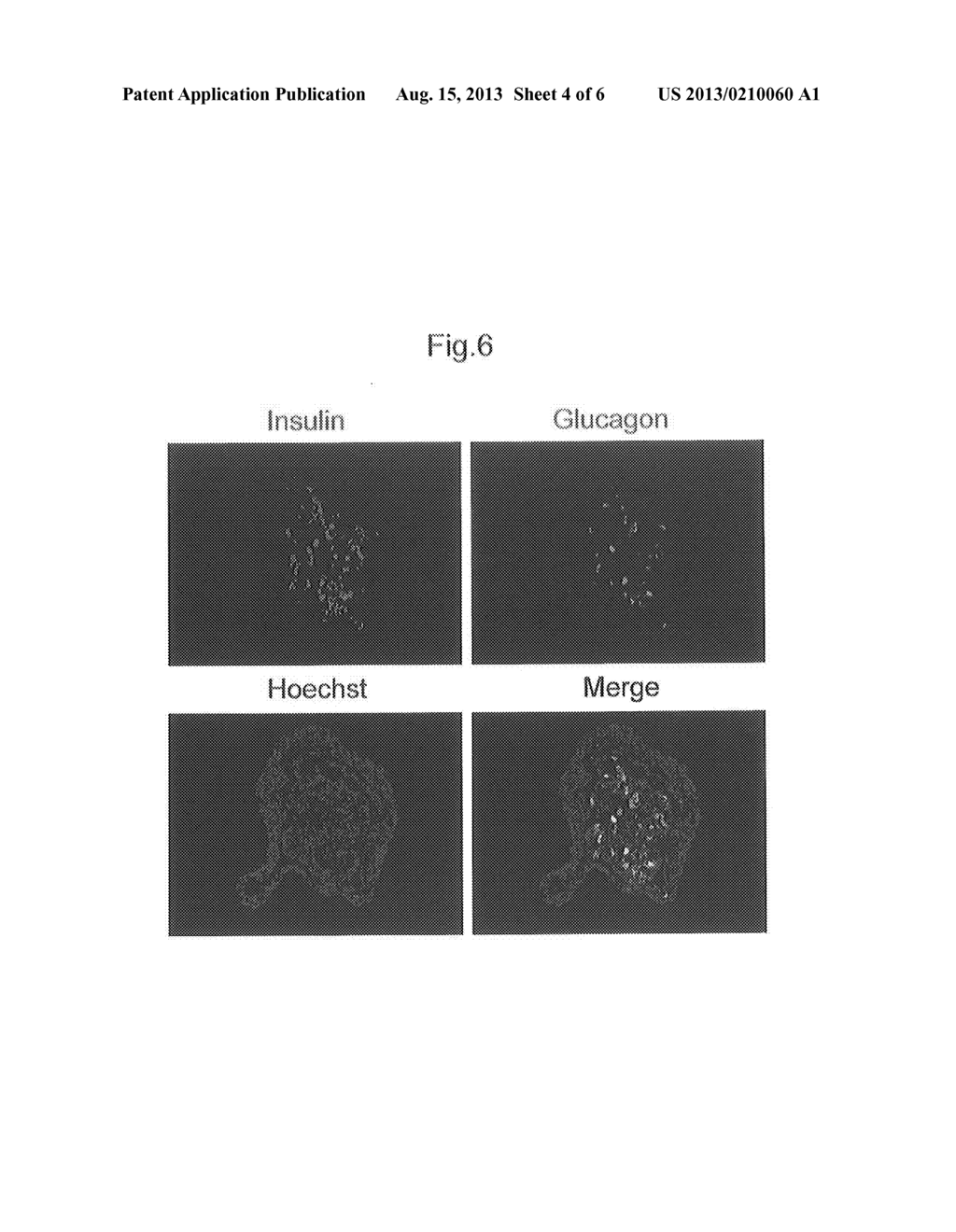 METHOD OF PRODUCING PANCREATIC HORMONE-PRODUCING CELLS - diagram, schematic, and image 05