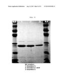 METHOD FOR CONTROLLING THE CHAPERONE ACTIVITY OF PEROXIREDOXINS USING     IRRADIATION diagram and image