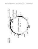 Inducible Gene Expression Composition for Using Eukaryotic Pol-2     Promoter-Driven Transcription in Prokaryotes and the Applications Thereof diagram and image