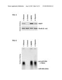 Inducible Gene Expression Composition for Using Eukaryotic Pol-2     Promoter-Driven Transcription in Prokaryotes and the Applications Thereof diagram and image