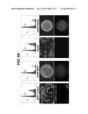 Inducible Gene Expression Composition for Using Eukaryotic Pol-2     Promoter-Driven Transcription in Prokaryotes and the Applications Thereof diagram and image