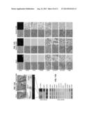 Inducible Gene Expression Composition for Using Eukaryotic Pol-2     Promoter-Driven Transcription in Prokaryotes and the Applications Thereof diagram and image