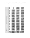 Inducible Gene Expression Composition for Using Eukaryotic Pol-2     Promoter-Driven Transcription in Prokaryotes and the Applications Thereof diagram and image