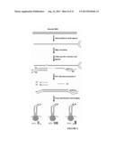 FETAL ANEUPLOIDY DETECTION BY SEQUENCING diagram and image