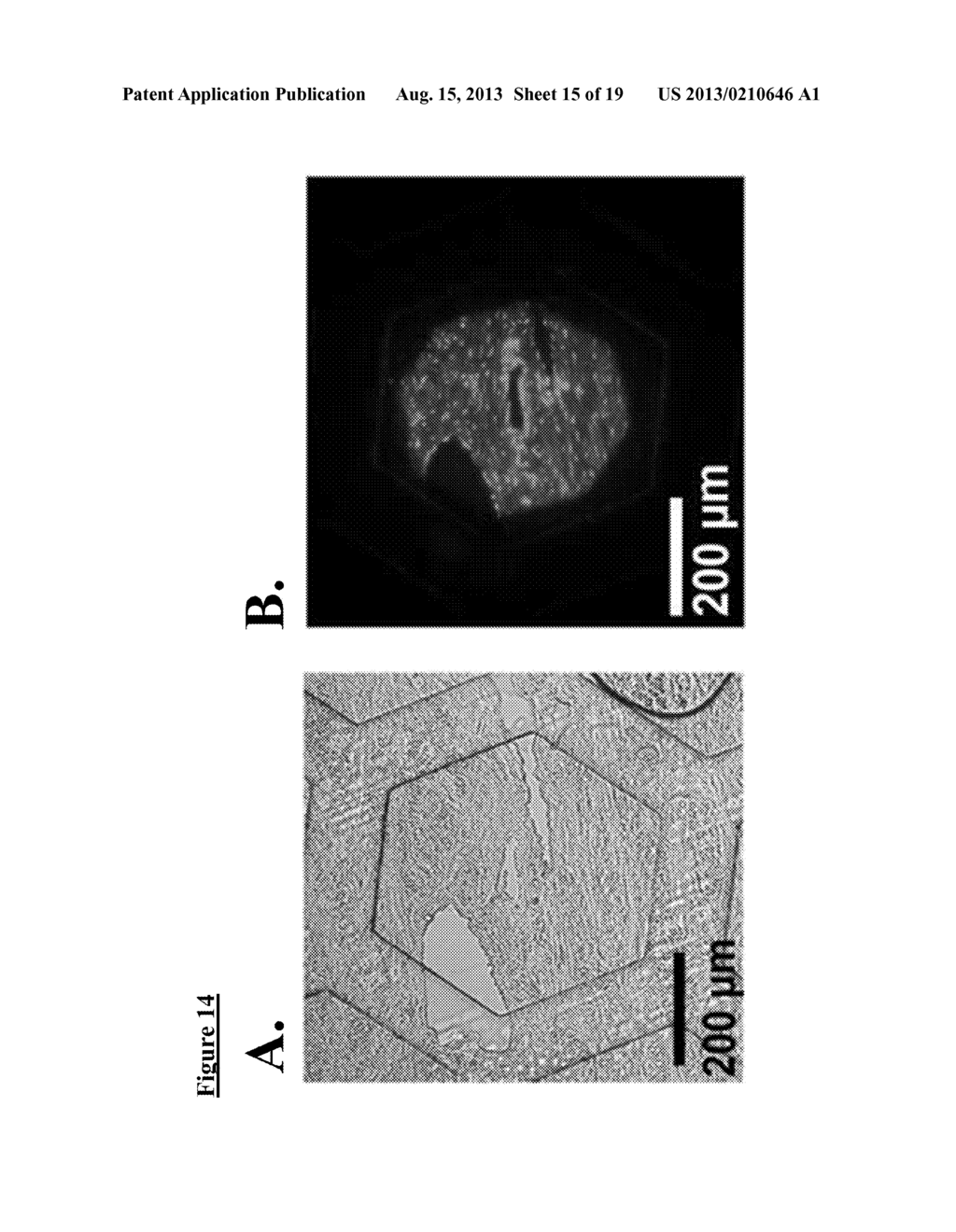 HEMOMOSAIC: HIGH-THROUGHPUT TECHNIQUE FOR RARE CELL DETECTION IN LIQUID     SAMPLES BY MASSIVELY MULTIPLEXED PCR IN A PHOTOLITHOGRAPHIC MATRIX - diagram, schematic, and image 16