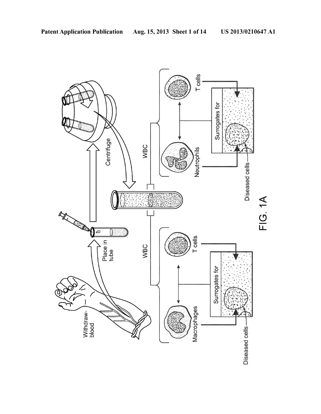 Methods of Detecting Cardiovascular Diseases or Conditions - diagram, schematic, and image 02