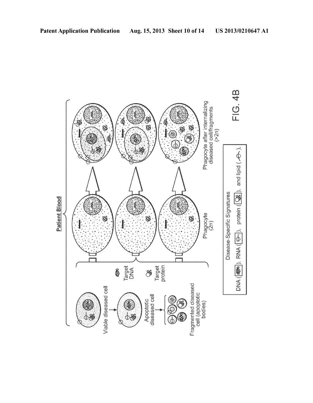 Methods of Detecting Cardiovascular Diseases or Conditions - diagram, schematic, and image 11