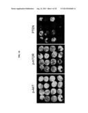 RATIO BASED BIOMARKERS AND METHODS OF USE THEREOF diagram and image