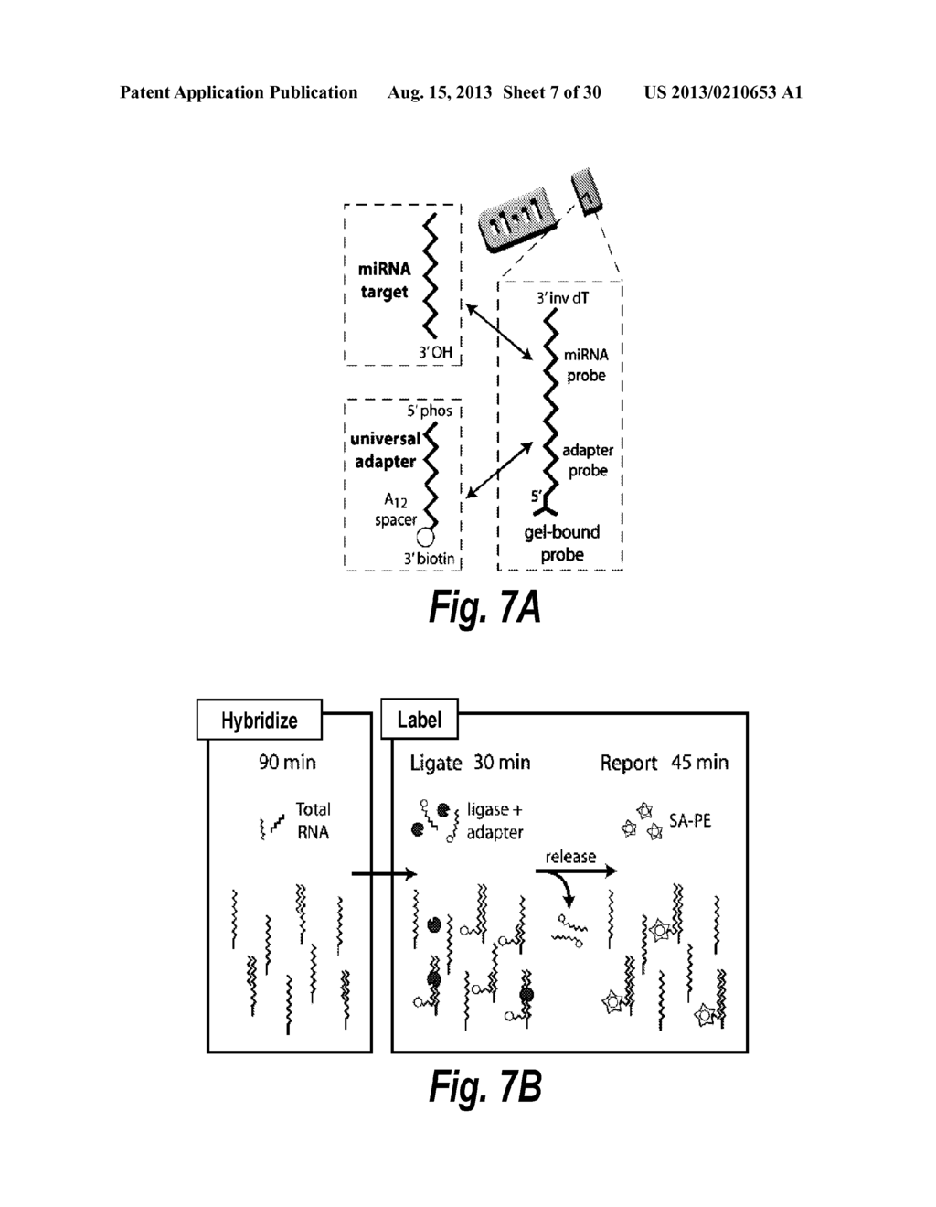 SCANNING MULTIFUNCTIONAL PARTICLES - diagram, schematic, and image 08