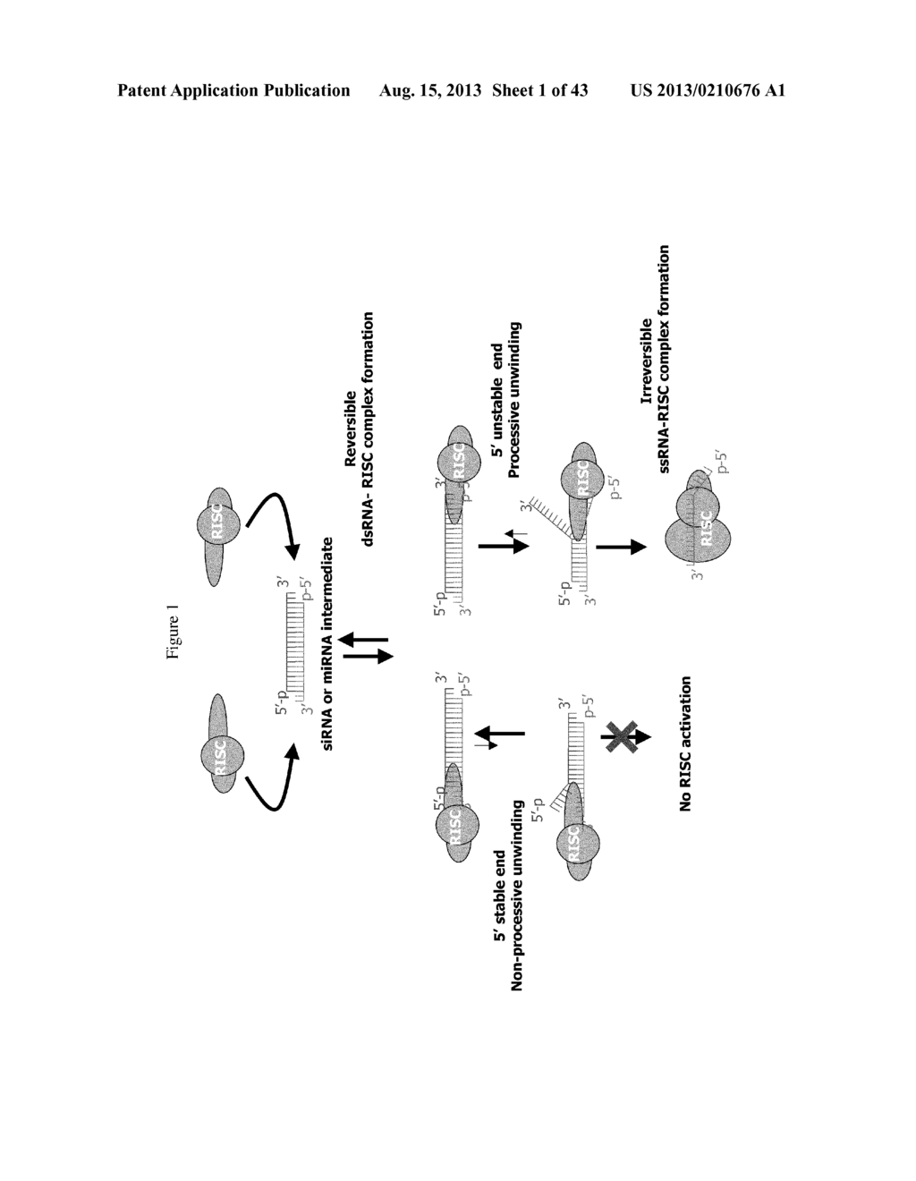 siRNA Targeting Myeloid Differentiation Primary Response Gene (88) (MYD88) - diagram, schematic, and image 02