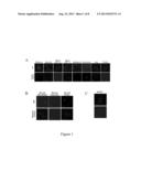 COMPOSITIONS AND METHODS TO CONTROL ANGIOGENESIS WITH CUPREDOXINS diagram and image