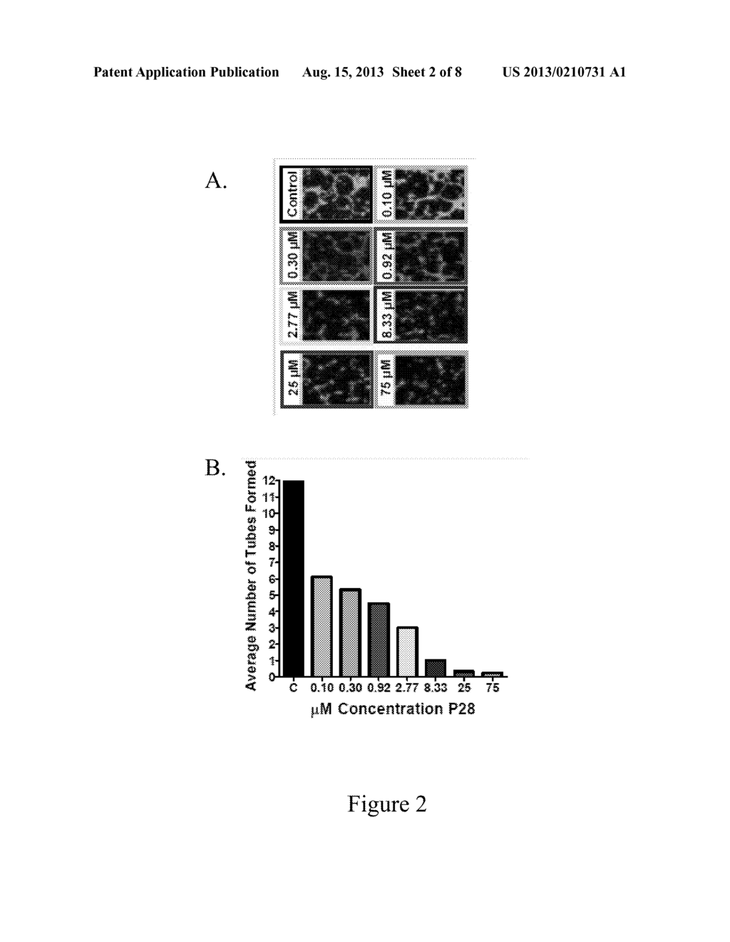 COMPOSITIONS AND METHODS TO CONTROL ANGIOGENESIS WITH CUPREDOXINS - diagram, schematic, and image 03