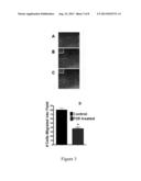 COMPOSITIONS AND METHODS TO CONTROL ANGIOGENESIS WITH CUPREDOXINS diagram and image