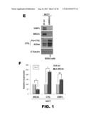 METHOD OF IDENTIFYING TRIPLE NEGATIVE BREAST CANCER diagram and image