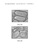 Male Contraceptive Compositions and Methods of Use diagram and image