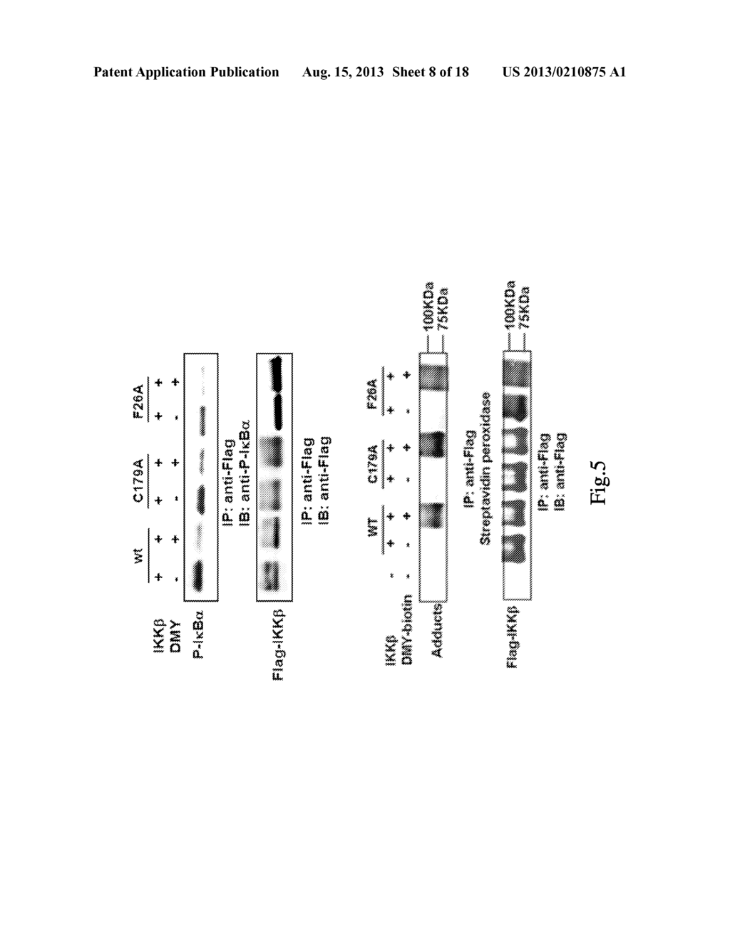 Novel binding site of IKK-beta - diagram, schematic, and image 09