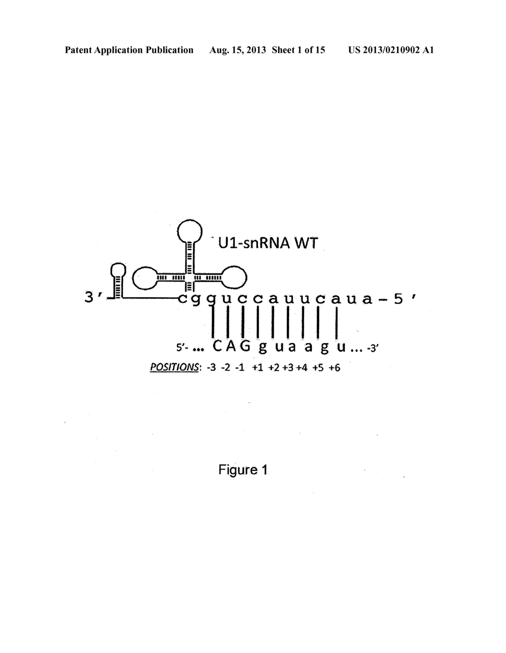 MODIFIED HUMAN U1SNRNA MOLECULE, A GENE ENCODING FOR THE MODIFIED HUMAN     U1SNRNA MOLECULE, AN EXPRESSION VECTOR INCLUDING THE GENE, AND THE USE     THEREOF IN GENE THERAPY - diagram, schematic, and image 02