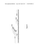 MODIFIED HUMAN U1SNRNA MOLECULE, A GENE ENCODING FOR THE MODIFIED HUMAN     U1SNRNA MOLECULE, AN EXPRESSION VECTOR INCLUDING THE GENE, AND THE USE     THEREOF IN GENE THERAPY diagram and image