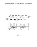 MODIFIED HUMAN U1SNRNA MOLECULE, A GENE ENCODING FOR THE MODIFIED HUMAN     U1SNRNA MOLECULE, AN EXPRESSION VECTOR INCLUDING THE GENE, AND THE USE     THEREOF IN GENE THERAPY diagram and image