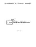 MODIFIED HUMAN U1SNRNA MOLECULE, A GENE ENCODING FOR THE MODIFIED HUMAN     U1SNRNA MOLECULE, AN EXPRESSION VECTOR INCLUDING THE GENE, AND THE USE     THEREOF IN GENE THERAPY diagram and image