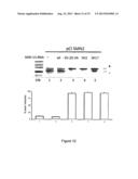 MODIFIED HUMAN U1SNRNA MOLECULE, A GENE ENCODING FOR THE MODIFIED HUMAN     U1SNRNA MOLECULE, AN EXPRESSION VECTOR INCLUDING THE GENE, AND THE USE     THEREOF IN GENE THERAPY diagram and image