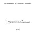 MODIFIED HUMAN U1SNRNA MOLECULE, A GENE ENCODING FOR THE MODIFIED HUMAN     U1SNRNA MOLECULE, AN EXPRESSION VECTOR INCLUDING THE GENE, AND THE USE     THEREOF IN GENE THERAPY diagram and image